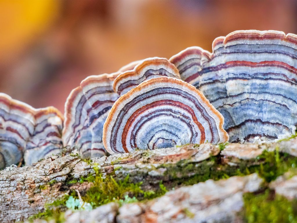 OyShii Mushrooms The Bridge Market
